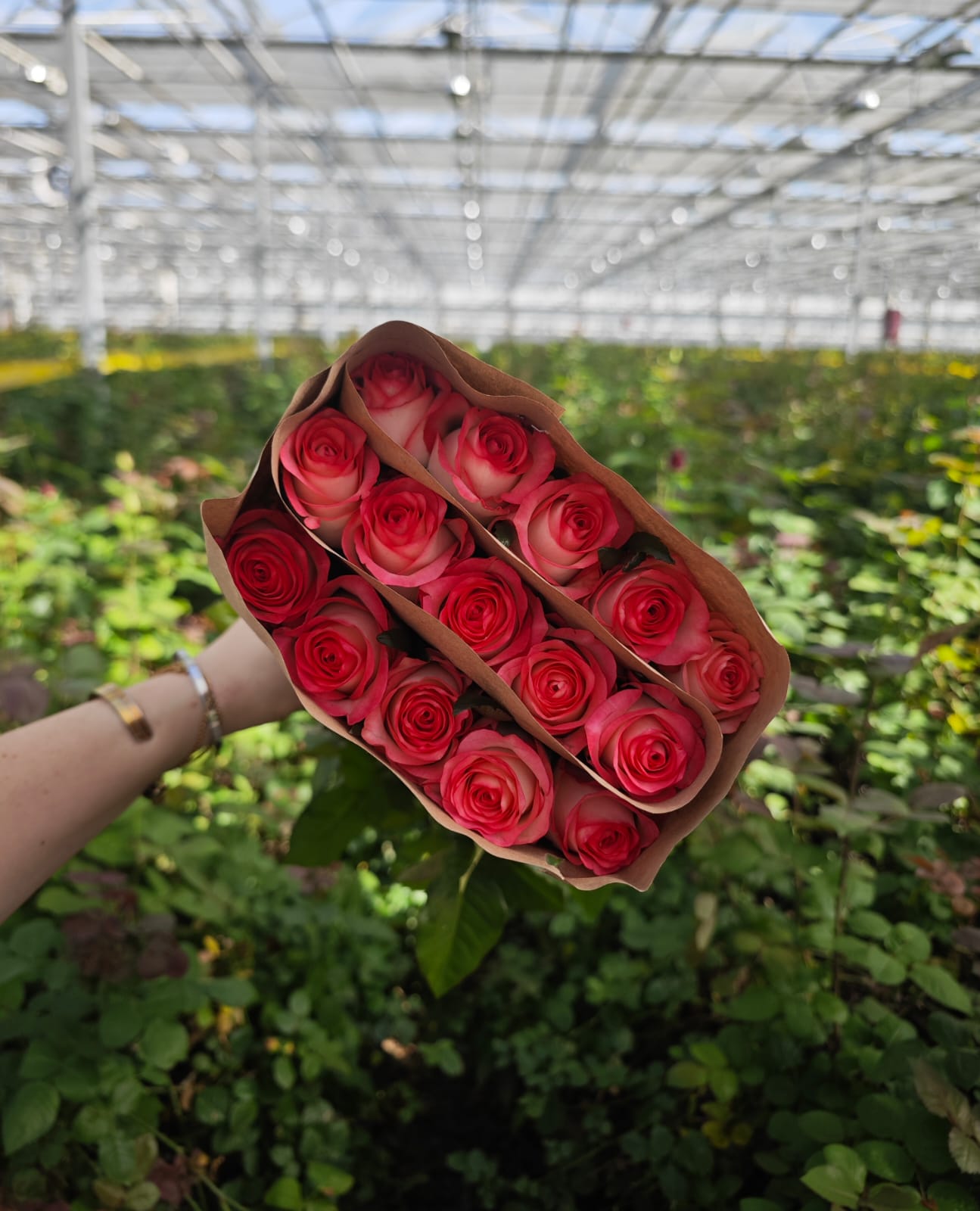 Jumilia в пачке (15шт) с доставкой по Астане