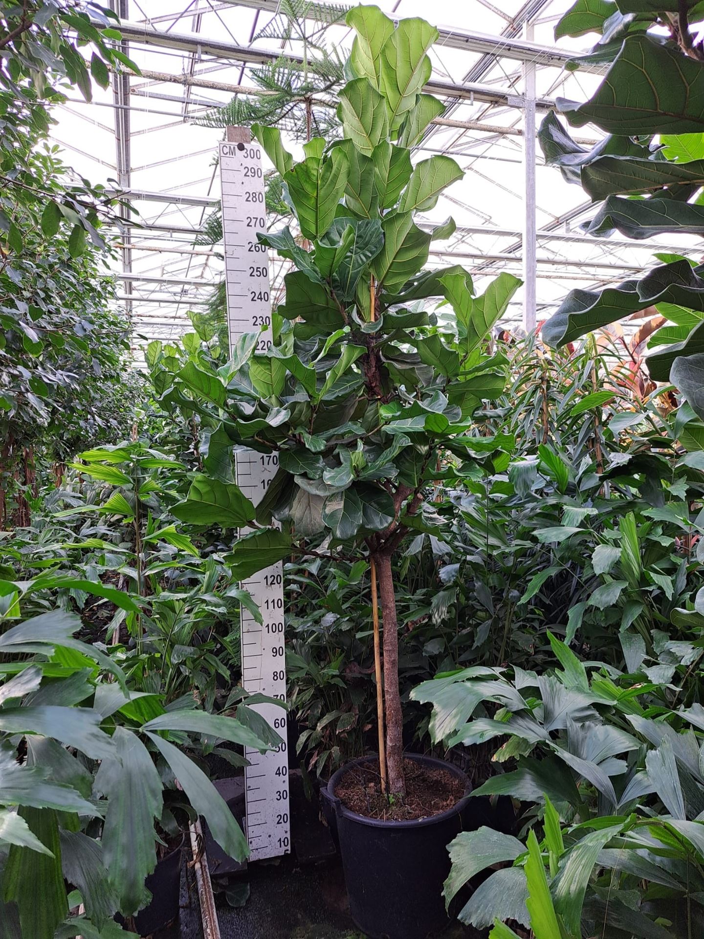 Фикус elastica 'Robusta' 1pp с доставкой по Астане