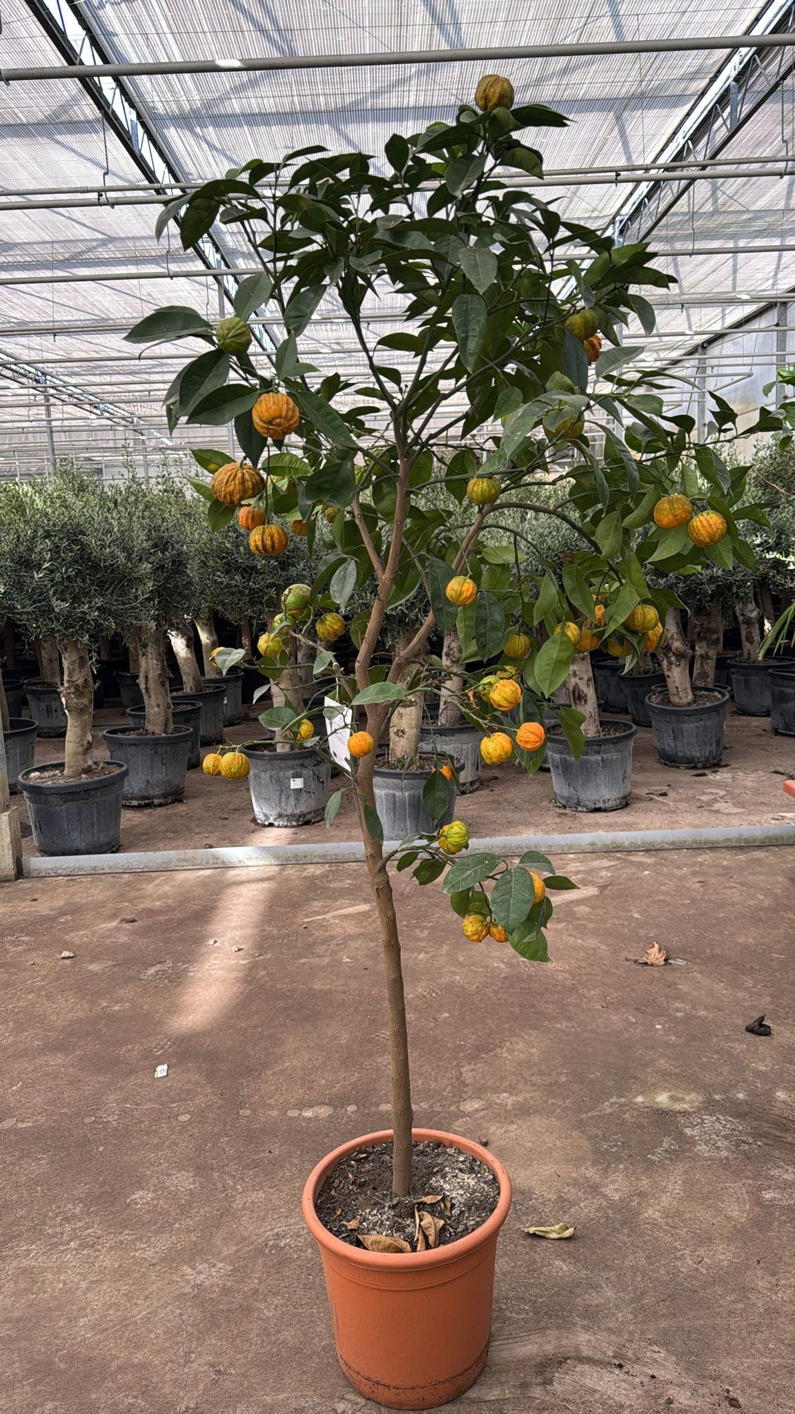 Цитрус Microcarpa с доставкой по Астане