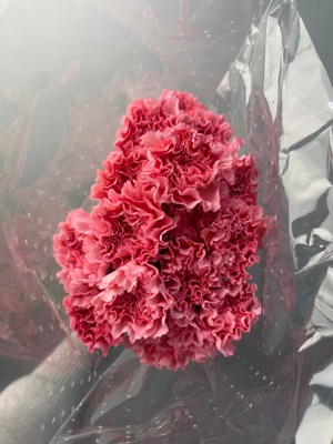 Гвоздика розовая (10 шт) with delivery to Astana