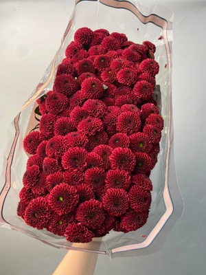 Хризантема бордовая with delivery to Astana