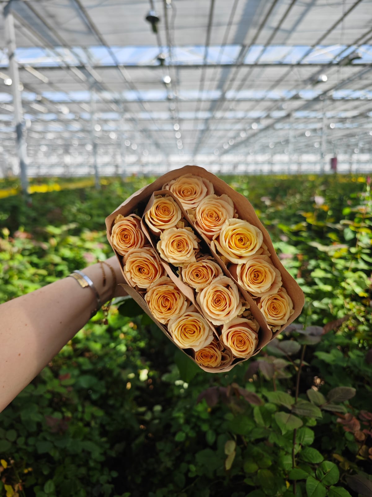 Bellini в пачке (15шт) с доставкой по Астане