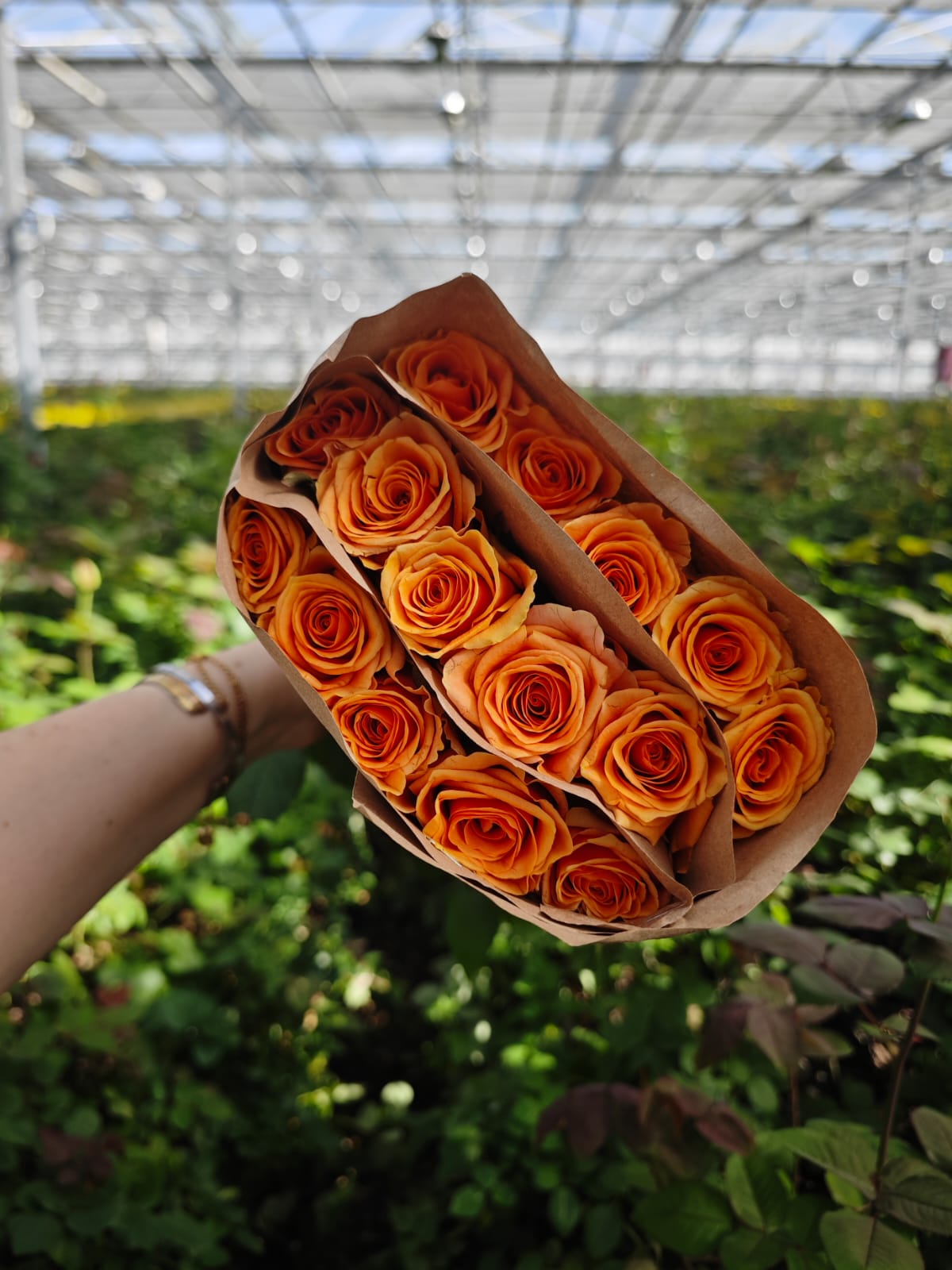 Novi в пачке (15шт) с доставкой по Астане