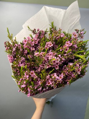 Ваксфлауэр розовый with delivery to Astana