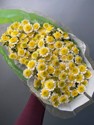 Ромашка (танацетум) with delivery to Astana