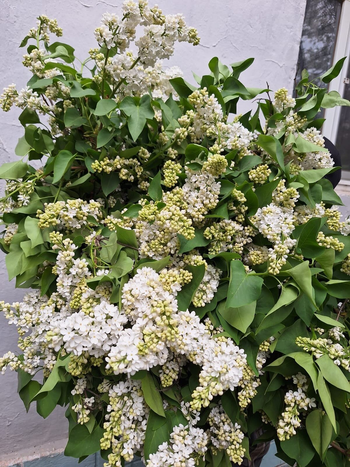 Сирень (10 шт) с доставкой по Астане