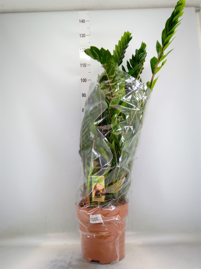 Замиокулькас zamiifolia 'Zenzi' decorum - Zenzi 10 spike с доставкой по Астане