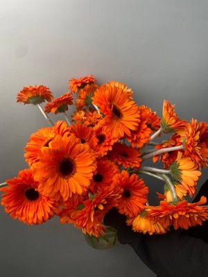 Гербера оранжевая (10 шт) with delivery to Astana