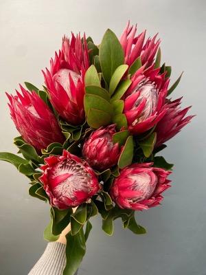 Протея розовая (10 шт) with delivery to Astana