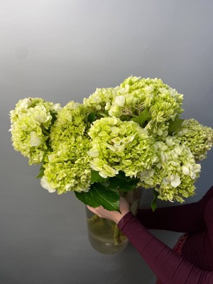 Гортензия зелёная with delivery to Astana