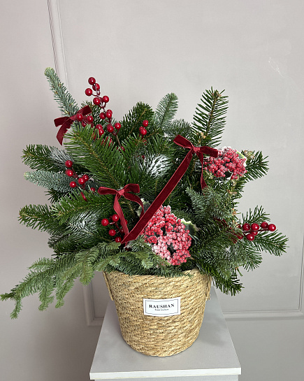 Нобилис в кашпо средний размер  с доставкой по Астане