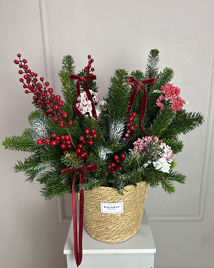 Нобилис в кашпо большого размера  с доставкой по Астане